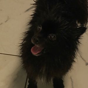 Meet your Posher, Trishelle